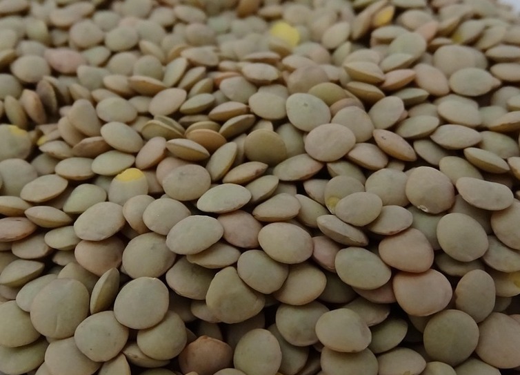 Lentilha Canadense